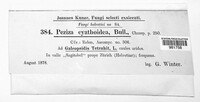 Cyathicula cyathoidea image